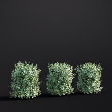 Cornus Alba 036 AM307 Archmodels