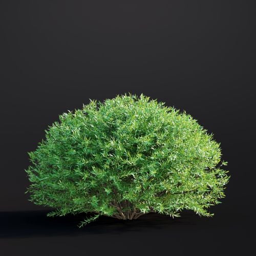 Salix Purpurea 037 AM307 Archmodels