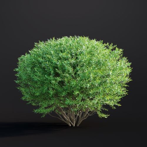 Salix Purpurea 038 AM307 Archmodels
