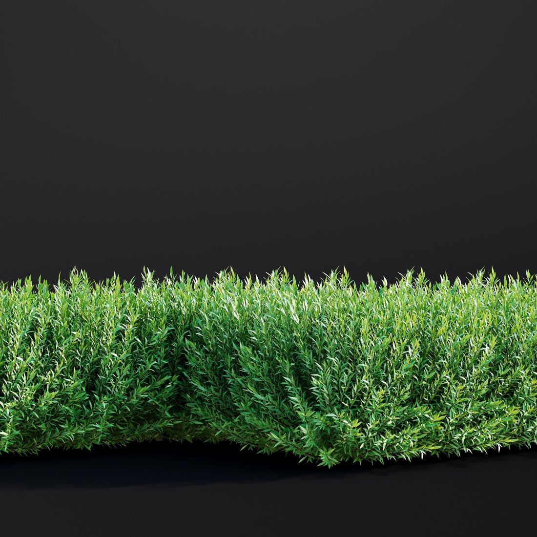 AM307_039_Salix_Purpurea_01