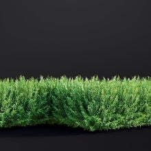 AM307_039_Salix_Purpurea_01