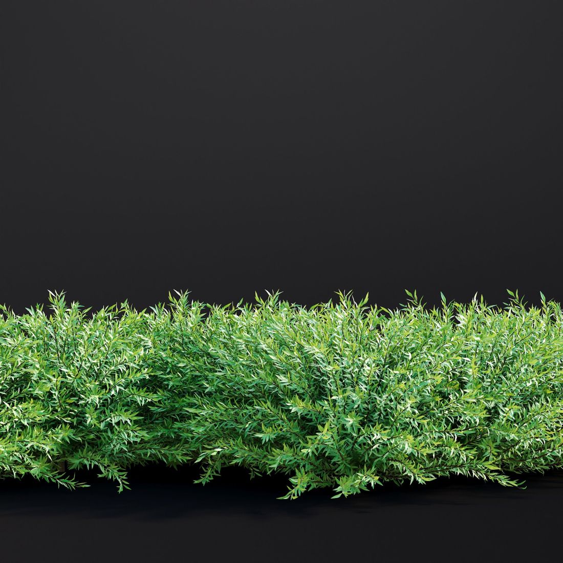 AM307_039_Salix_Purpurea_02