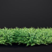 AM307_039_Salix_Purpurea_02