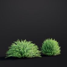 Salix Purpurea 039 AM307 Archmodels
