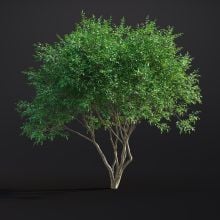 Amelanchier Lamarckii 040 AM307 Archmodels