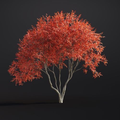 Amelanchier Lamarckii 041 AM307 Archmodels
