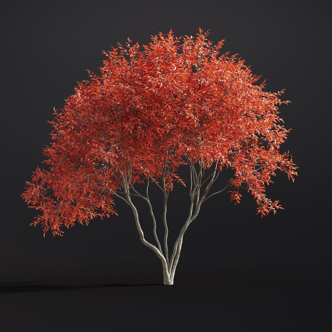 AM307_041_Amelanchier_Lamarckii
