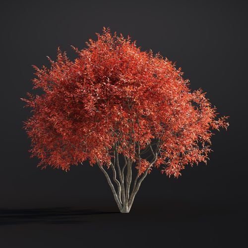 Amelanchier Lamarckii 042 AM307 Archmodels