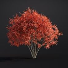Amelanchier Lamarckii 042 AM307 Archmodels