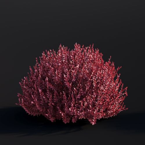 Berberis Thunbergii 043 AM307 Archmodels