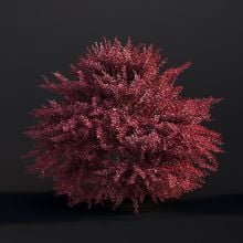 Berberis Thunbergii 044 AM307 Archmodels