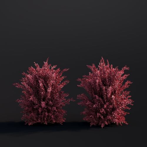 Berberis Thunbergii 045 AM307 Archmodels