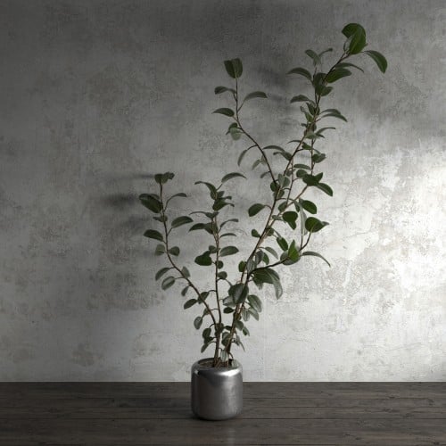 plant 50 AM173 Archmodels