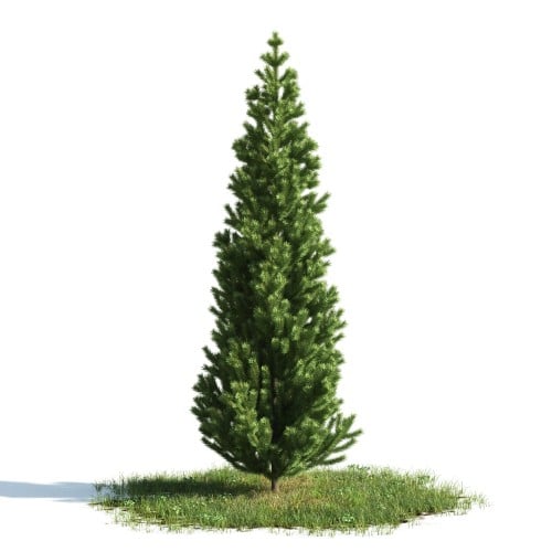 Tree 43 AM176 Archmodels