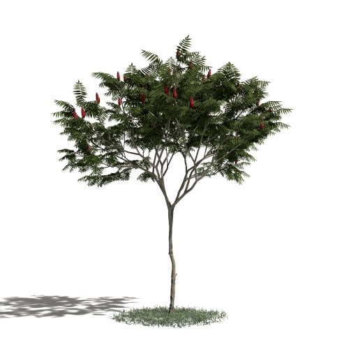 Tree 5 AM1 for Blender Archmodels