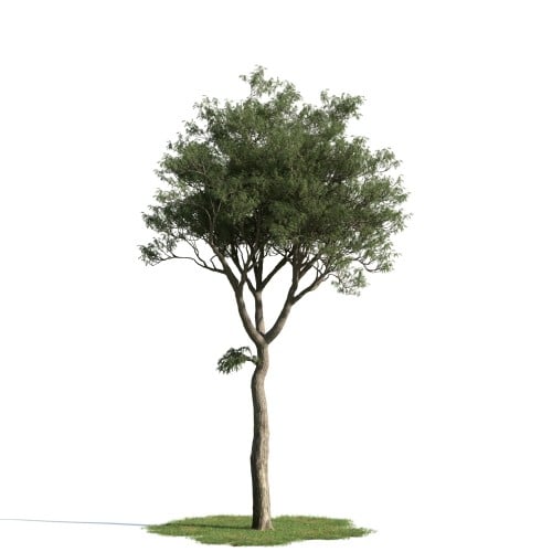 tree 48 AM163 Archmodels