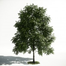 Tree 32 AM1 for CryEngine Archmodels