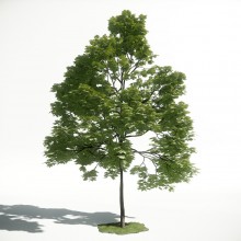 Tree 39 AM1 for CryEngine Archmodels