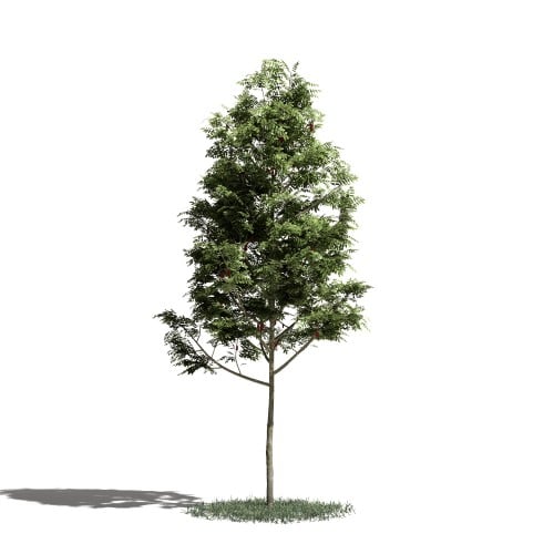 Tree 2 AM1 for Blender Archmodels