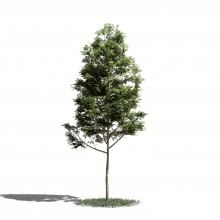 Tree 2 AM1 for Blender Archmodels