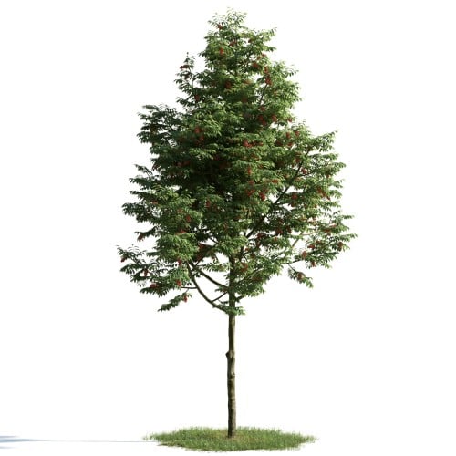 tree 2 AM163 Archmodels