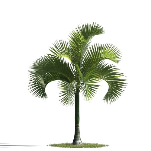 tree 70 AMC1