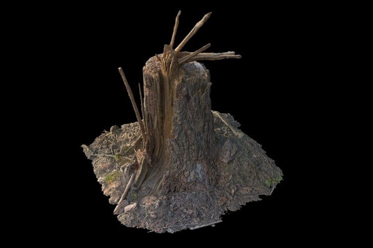 21 forest element