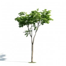 Tree 20 AM171 Archmodels