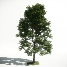 Tree 52 AM1 for CryEngine Archmodels