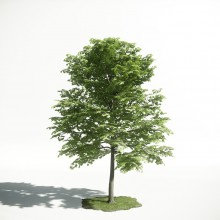 Tree 23 AM1 for CryEngine Archmodels