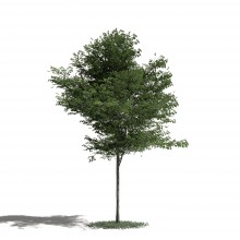 Tree 41 AM1 for Blender Archmodels