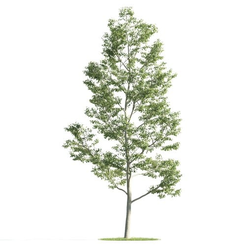 Tree 27 AM176 Archmodels