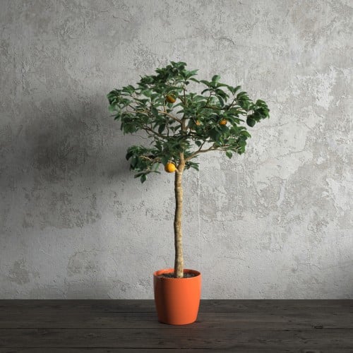 plant 48 AM173 Archmodels
