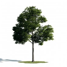 Tree 31 AM171 Archmodels