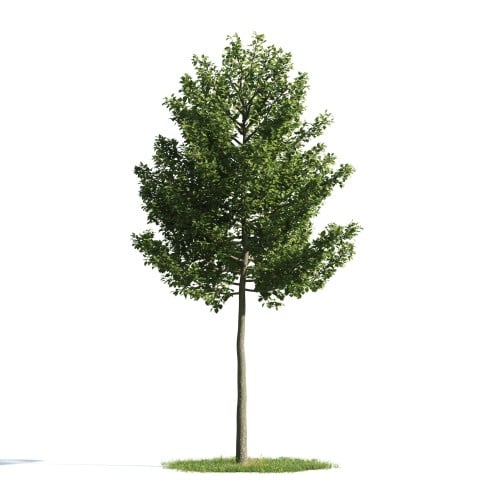 Tree 54 AM176 Archmodels