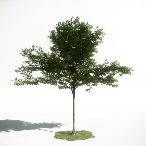 Tree 41 AM1 for CryEngine Archmodels