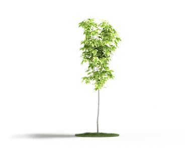 Plant 18 AM4 for Cinema4D Archmodels