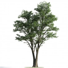 tree 5 AMC1