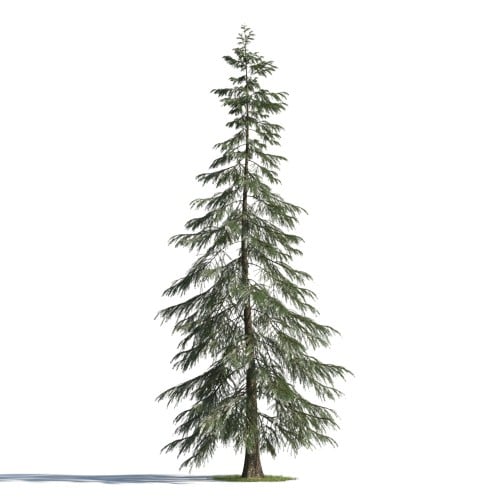 tree 72 AMC1