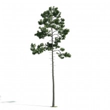 Tree 45 AM171 Archmodels