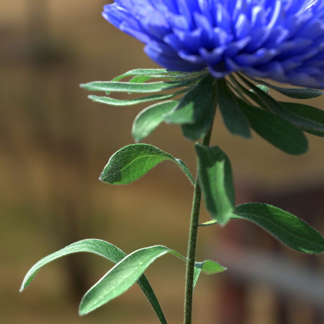 aster_blue_4