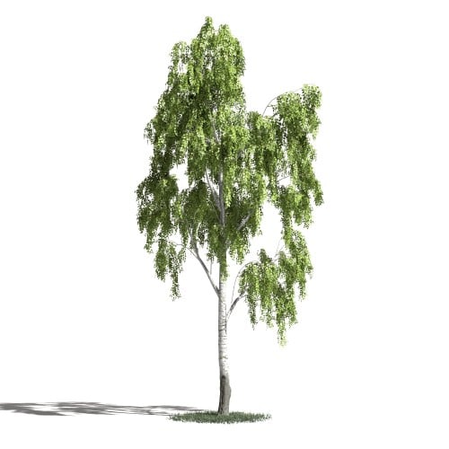Tree 18 AM1 for Blender Archmodels