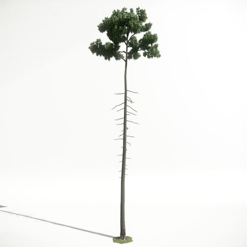 Tree 34 AM1 for CryEngine Archmodels
