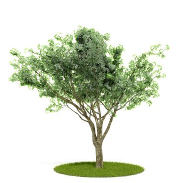 Plant 3 AM52 for Cinema4D Archmodels