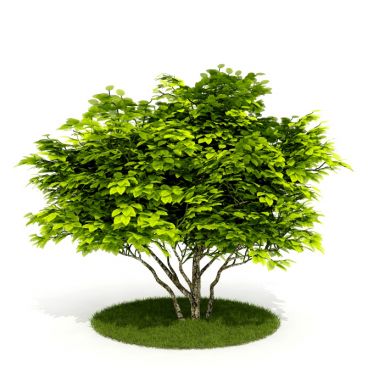 Plant 27 AM52 for Cinema4D Archmodels