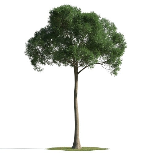 tree 46 AMC1