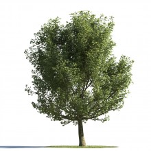 tree 79 AMC1