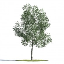 tree 40 AMC1