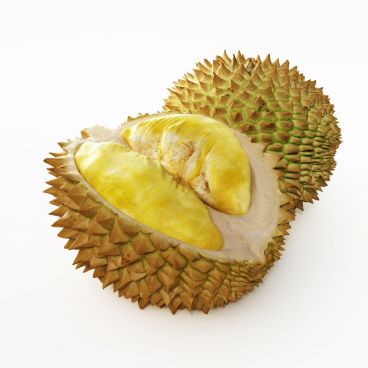 durian 19 AM130 Archmodels