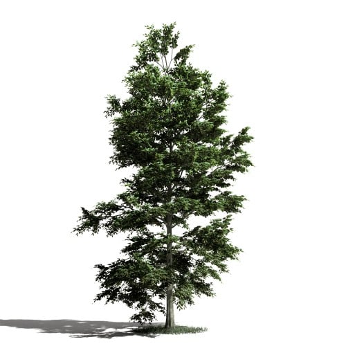 Tree 10 AM1 for Blender Archmodels